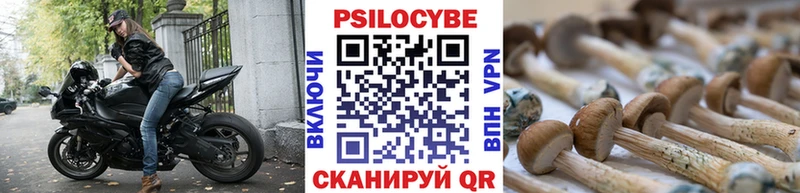 как найти закладки  Волхов  Галлюциногенные грибы Cubensis 